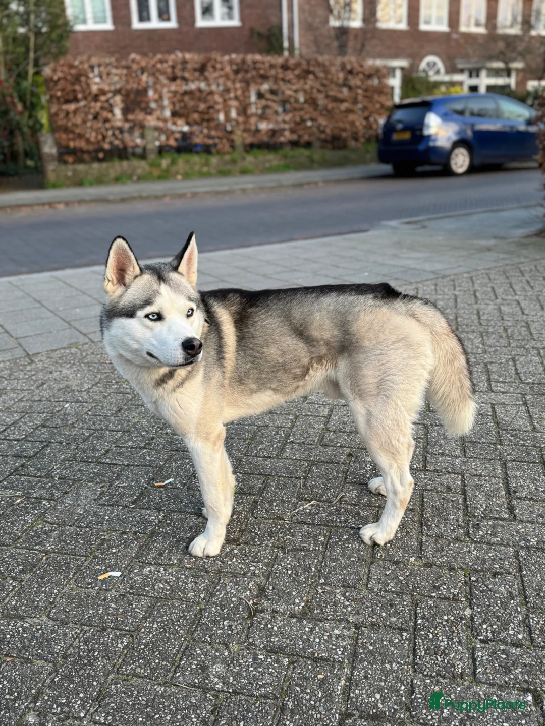 Siberische Husky honden ter dekking: Siberische Husky - Advertentie 1