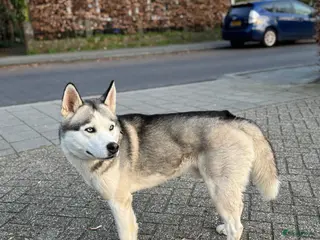 Siberische Husky honden Siberische Husky - Advertentie 4