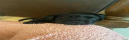 Labrador Retriever honden te koop: Zwarte labrador pups - Advertentie 8