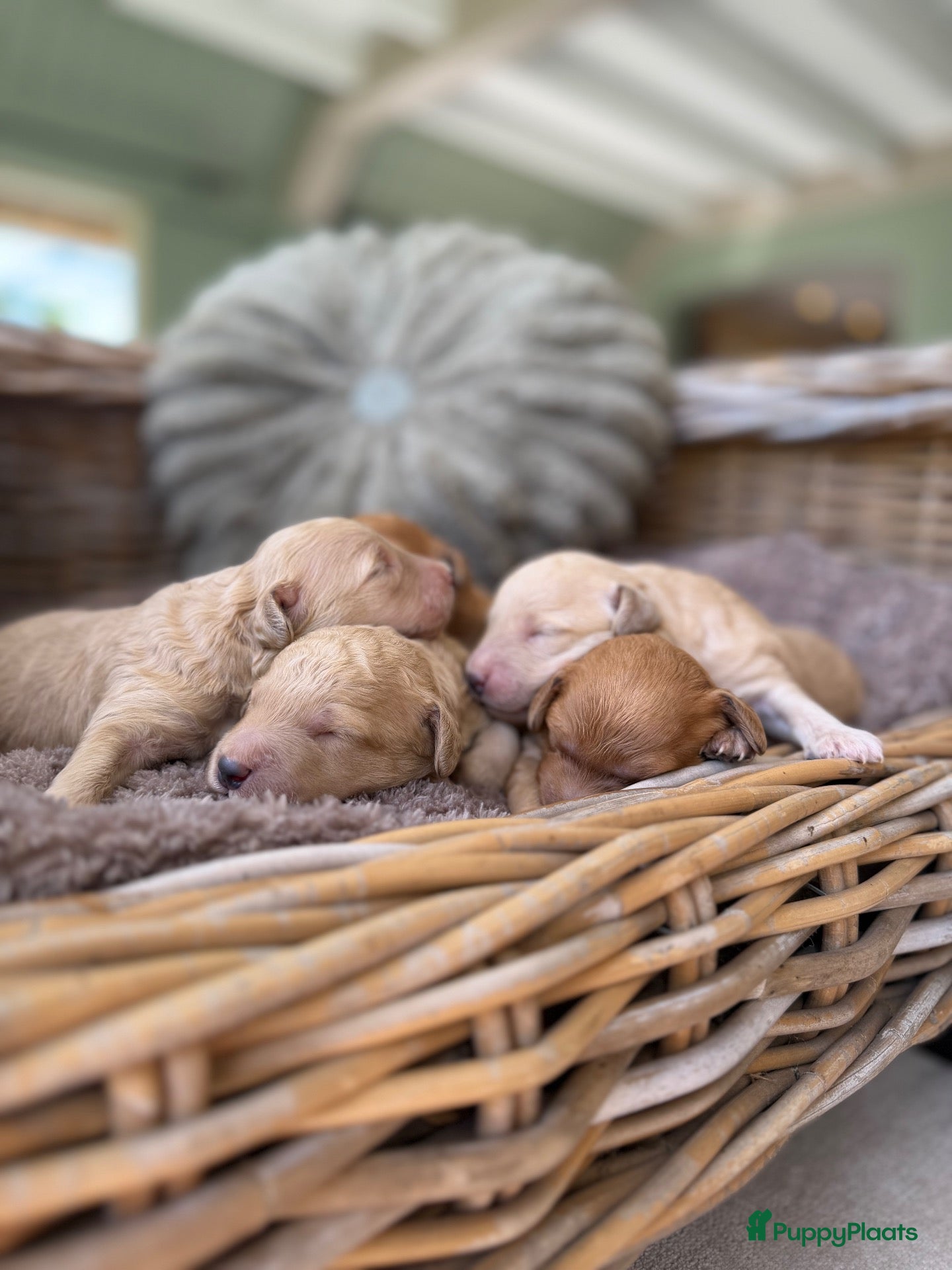 Labradoodle honden Mini Labradoodle  - Advertentie 1