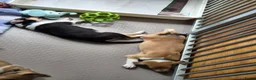 Schotse Herdershond korthaar honden te koop: Schotse herdershond korthaar pups - Advertentie 18