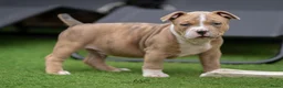 Amerikaanse Bully honden ter dekking: American Bully XL dekreu  - Advertentie 26