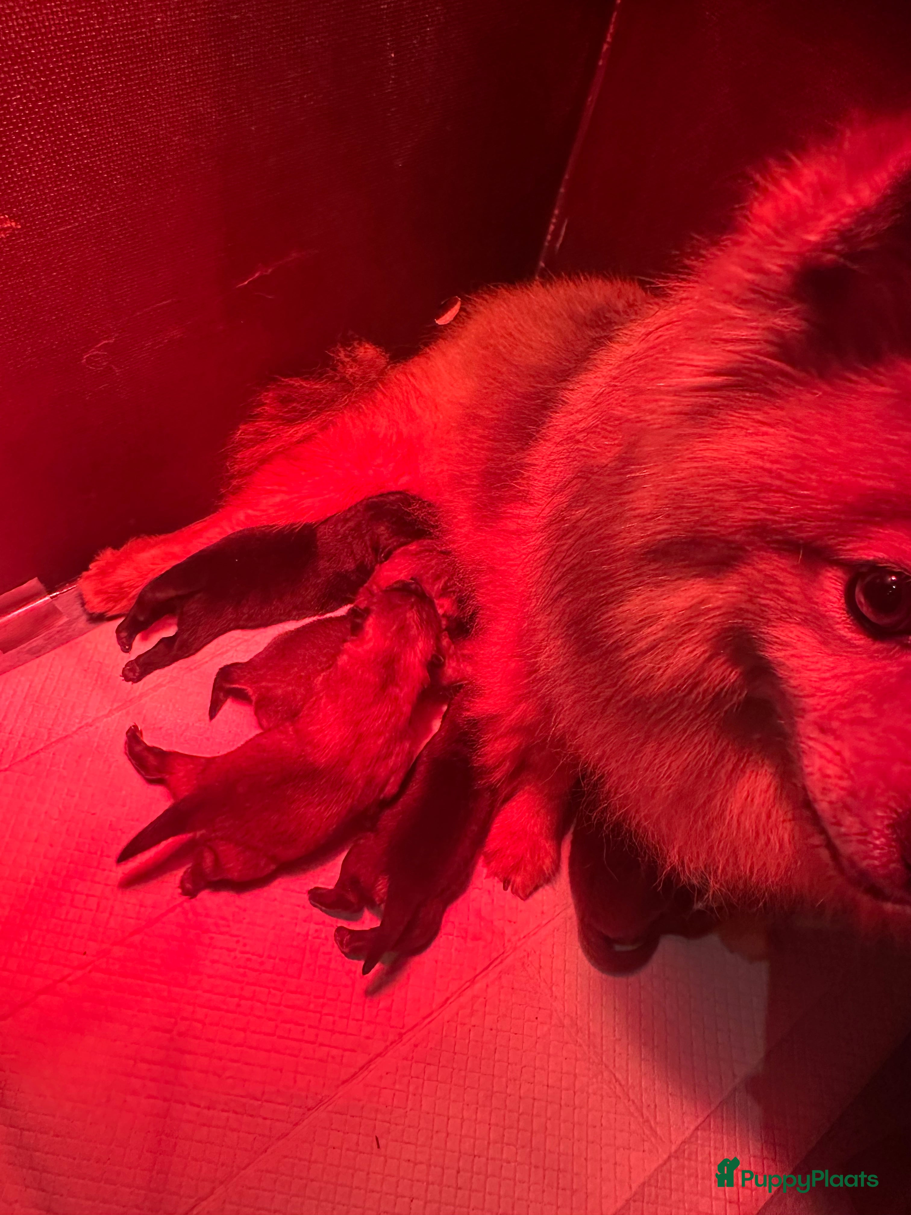 Chow Chow honden Mini Chow chow - Advertentie 1