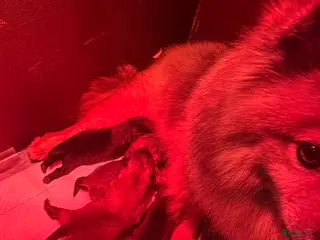 Chow Chow honden Mini Chow chow - Advertentie 2