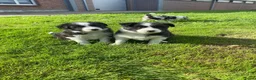 Border Collie honden te koop: Border Collie pups - Advertentie 18