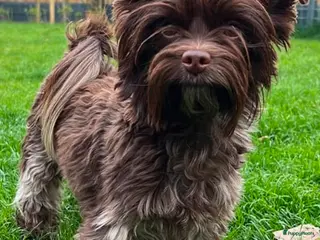 Kruising honden Yorkipoo pups te koop - Advertentie 1