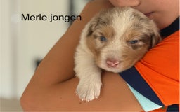Australian Shepherd honden te koop: Raszuivere Australian Shepherd  - Afbeelding 7