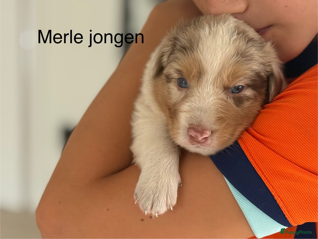 Australian Shepherd honden te koop: Raszuivere Australian Shepherd  - Afbeelding 19