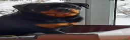 Rottweiler honden te koop: Prachtige Rottweiler Teefjes - Advertentie 6