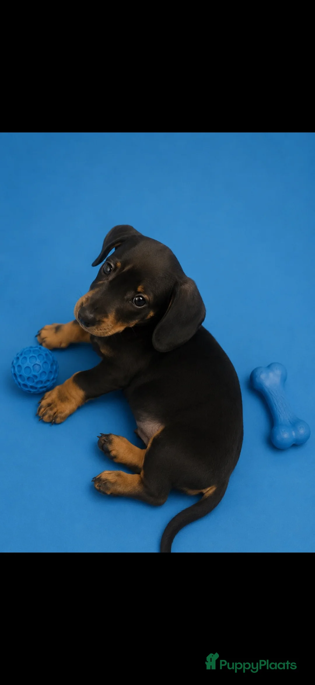 Kruising honden te koop: Kanichen pups - Advertentie 2