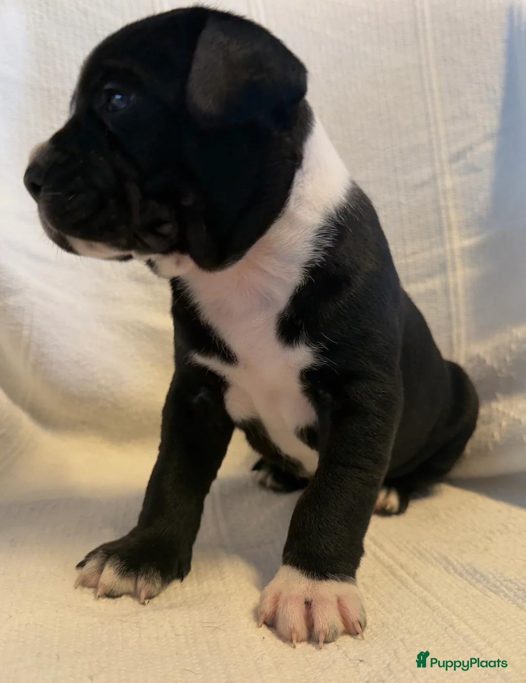 Kruising honden te koop: Cane corso x Pitbull Puppy’s  - Advertentie 2