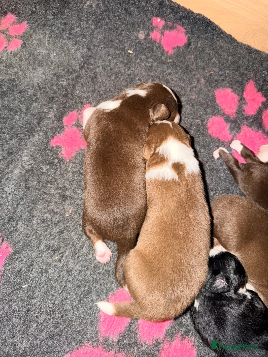 Australian Shepherd honden te koop: Australian shepherd pups  - Advertentie 2