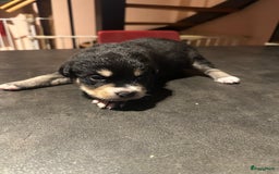 Kruising honden te koop: Liefdevolle bernsky pups  - Afbeelding 1