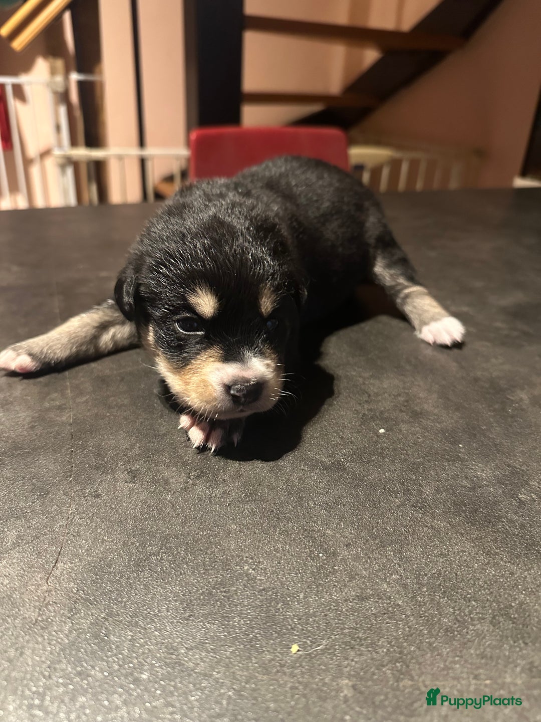 Kruising honden te koop: Liefdevolle bernsky pups  - Afbeelding 1