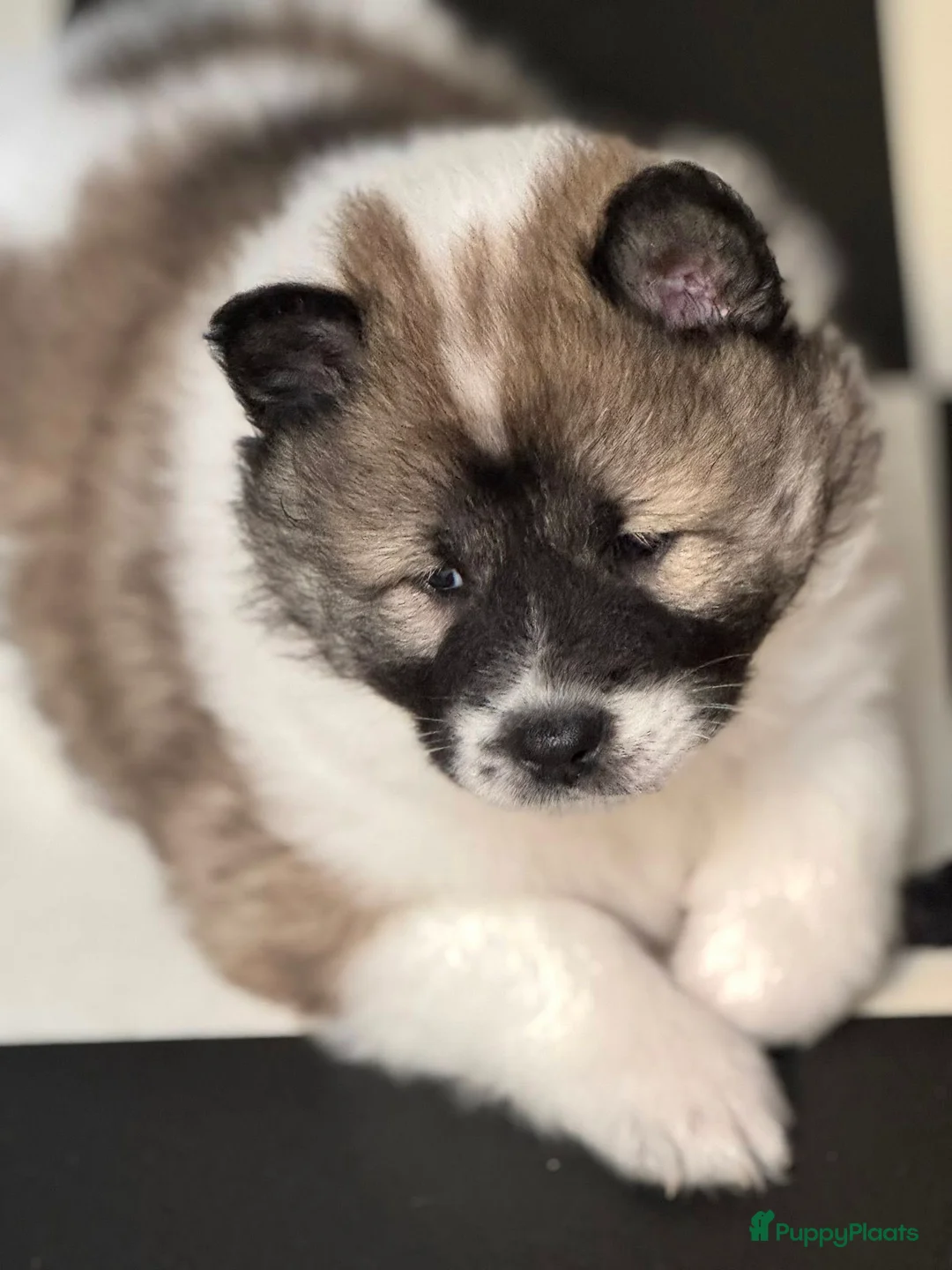 Thai Bangkaew Dog honden te koop: Thai Bangkaew Dog puppies - Advertentie 4