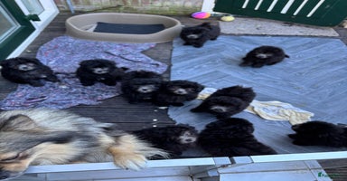 Kruising honden - Advertentie 5