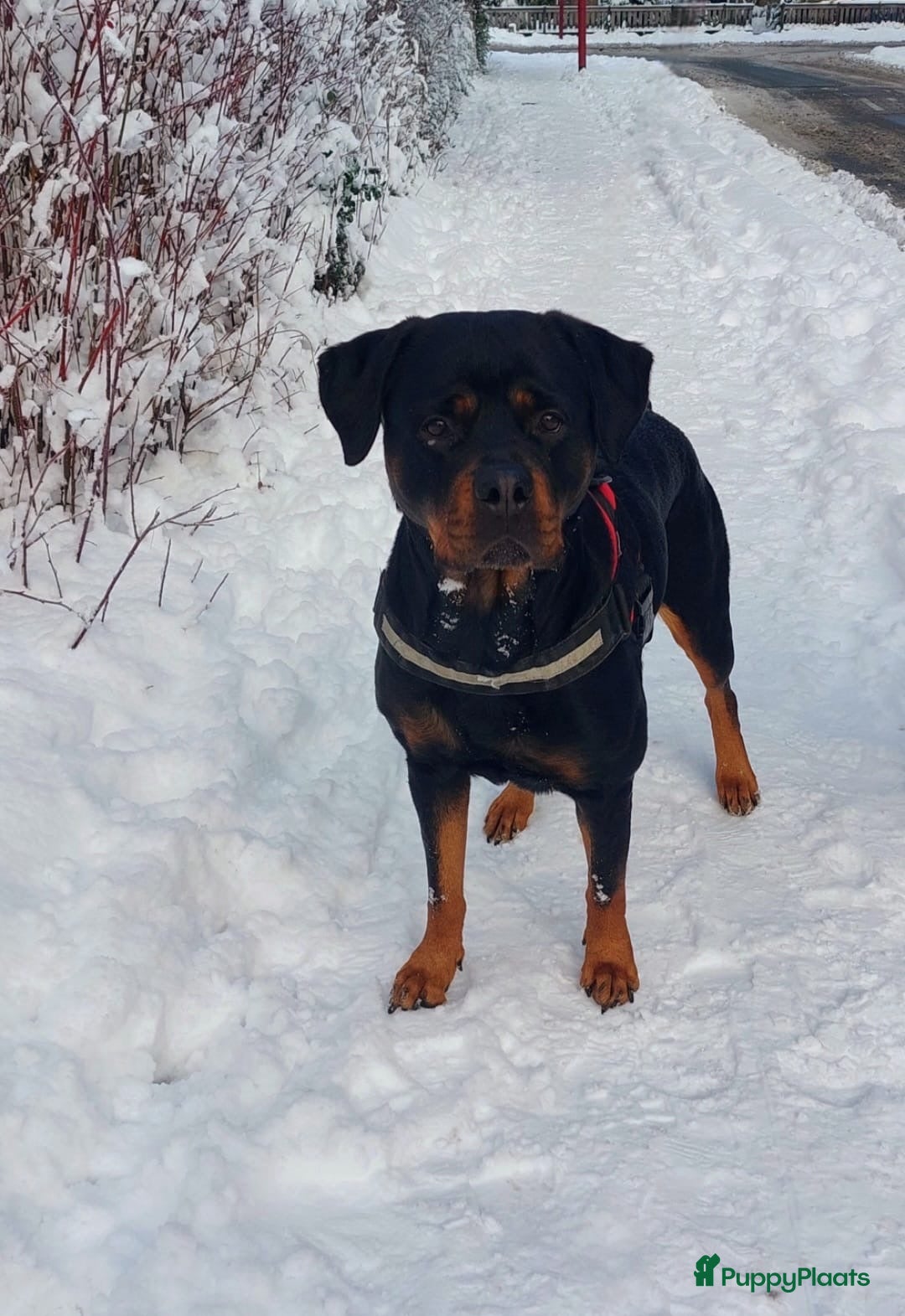 Rottweiler honden Sociale Rottweiler pups verwacht - Advertentie 2