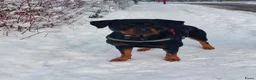 Rottweiler honden te koop: Sociale Rottweiler pups verwacht - Advertentie 2