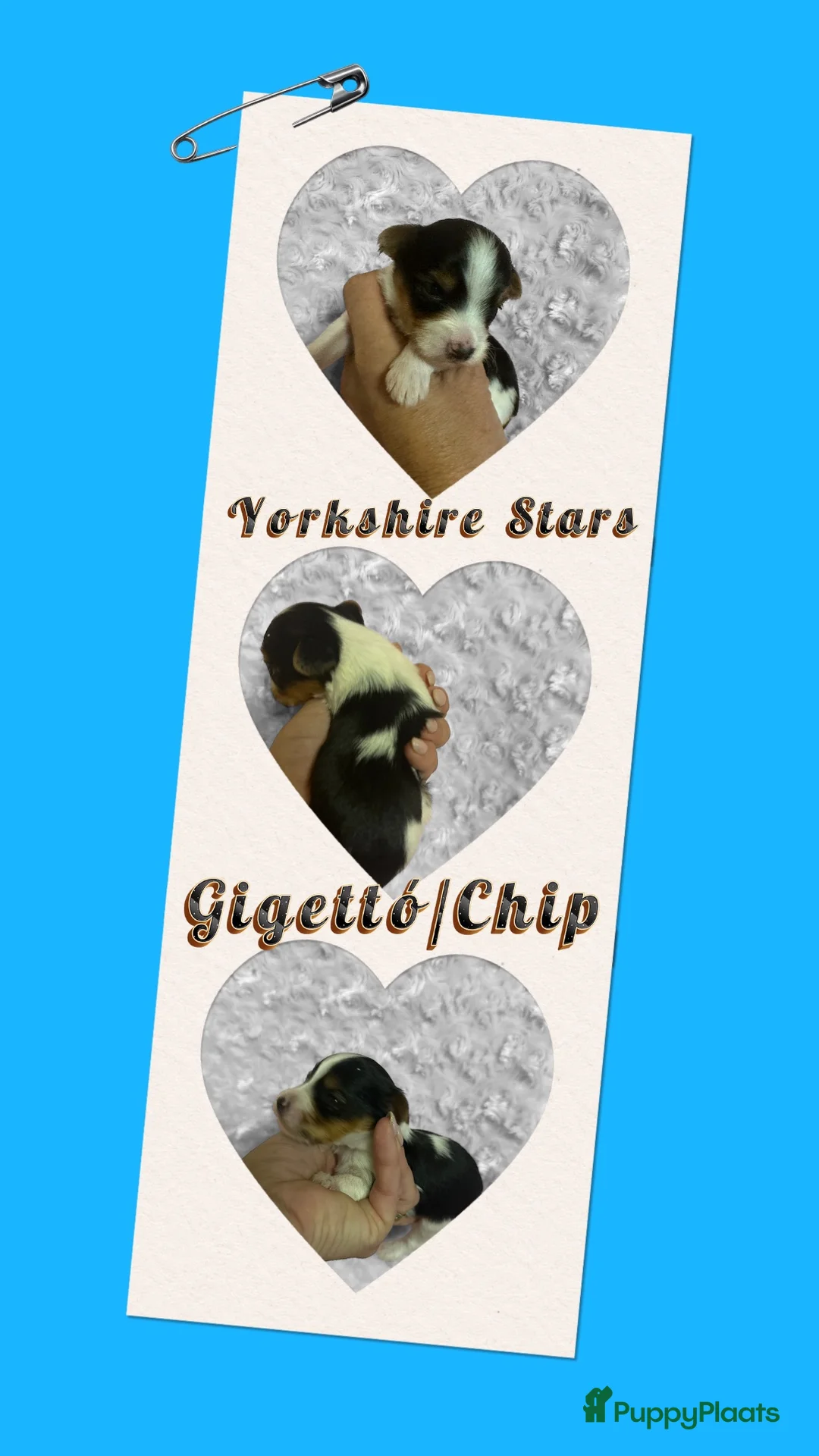Yorkshire Terriër honden te koop: Yorkshire pups classic en biewer - Advertentie 40