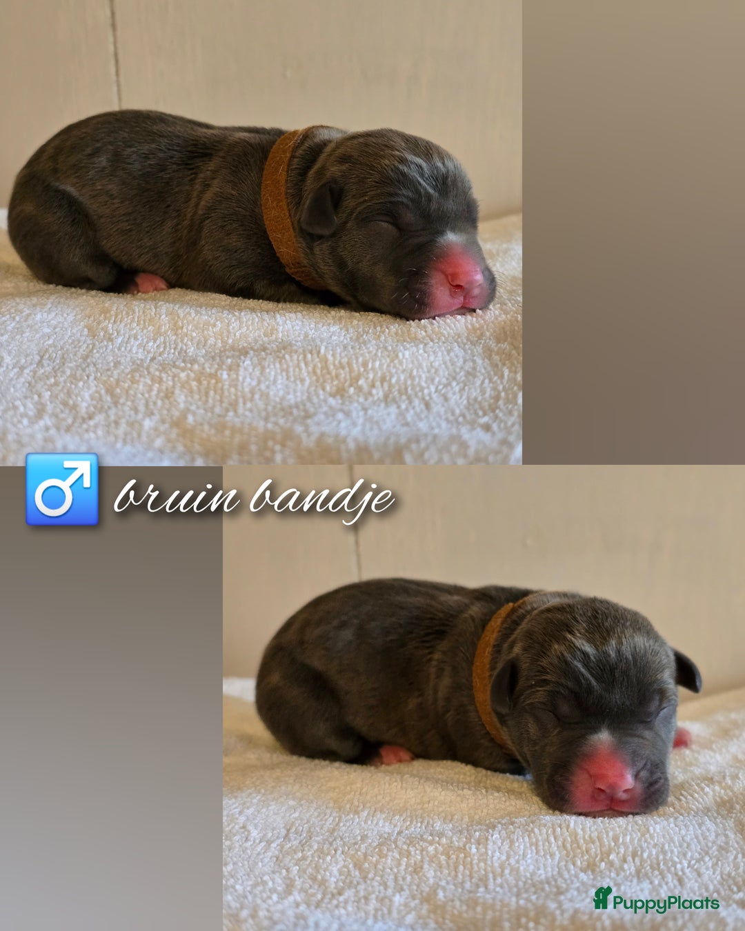 Amerikaanse Bully honden te koop: American Bully XL pups ABKC stamboom - Advertentie 3