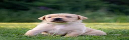 Labrador Retriever honden te koop: Labrador Retriever pups - blond en red fox - Advertentie 6