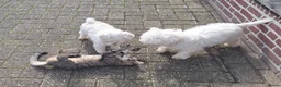 Maltezer honden te koop: Maltezer reutje. Rasecht. 1 jaar - Advertentie 8