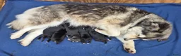 Kruising honden te koop: Pomsky x shiba inu (1/4) pups - Advertentie 8