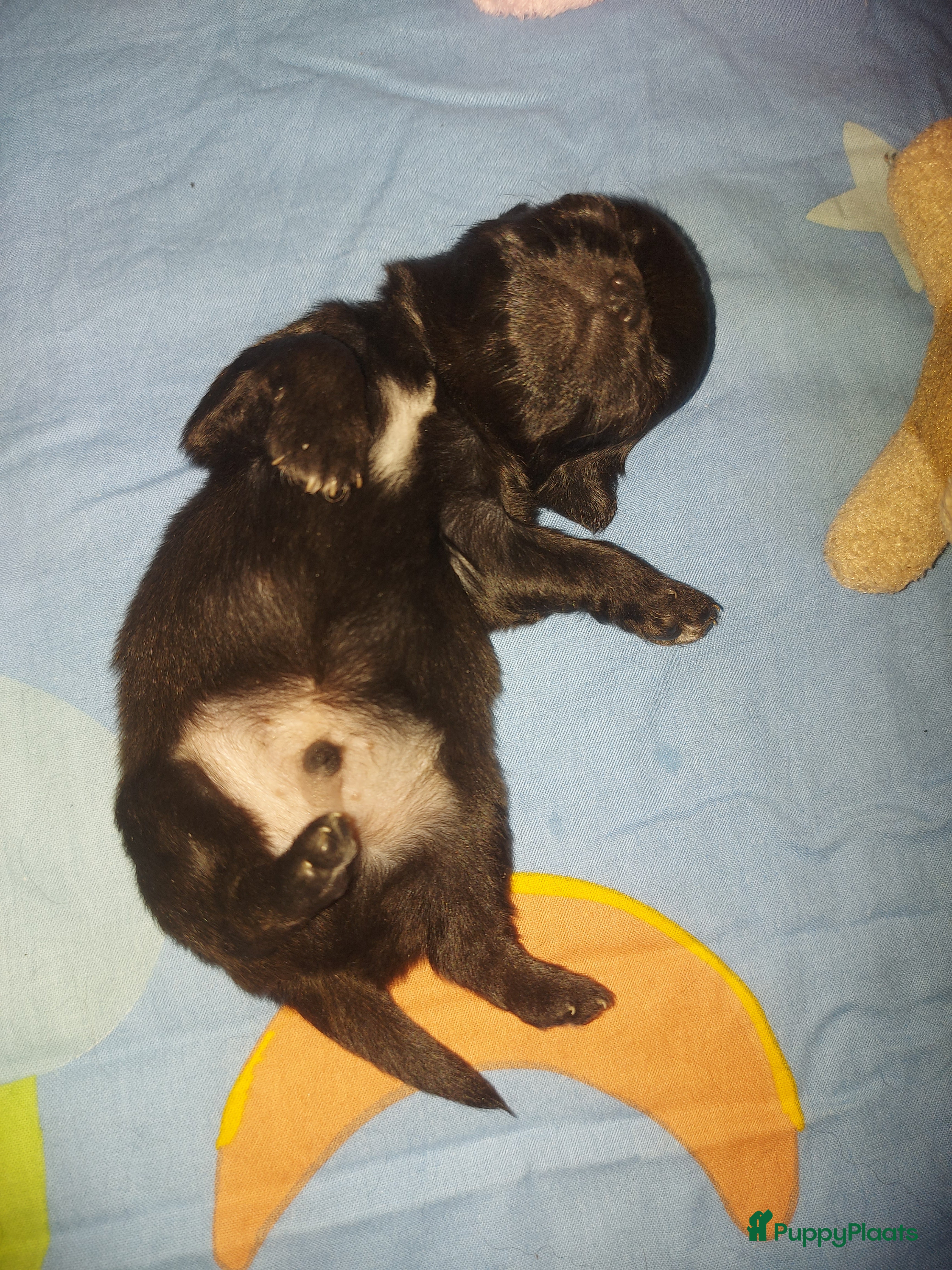 Chihuahua honden Prachtige pupjes - Advertentie 2