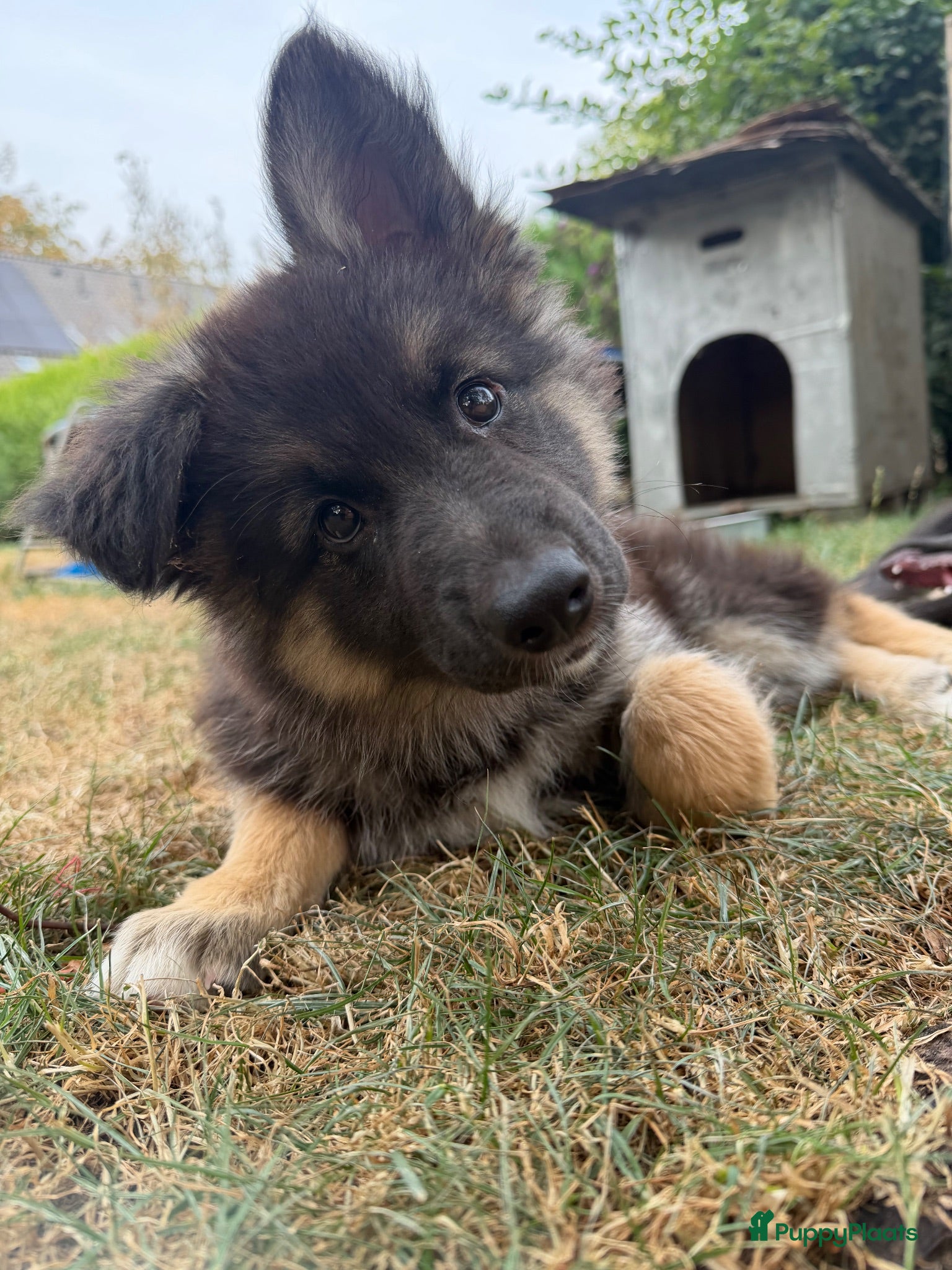 Kruising honden Gerberian shepsky’s pups - Advertentie 2