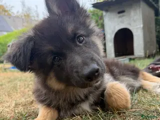 Kruising honden Gerberian shepsky’s pups - Advertentie 2
