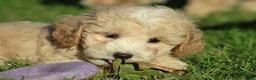 Maltipoo honden te koop: Knappe Maltipoo pups. - Advertentie 8