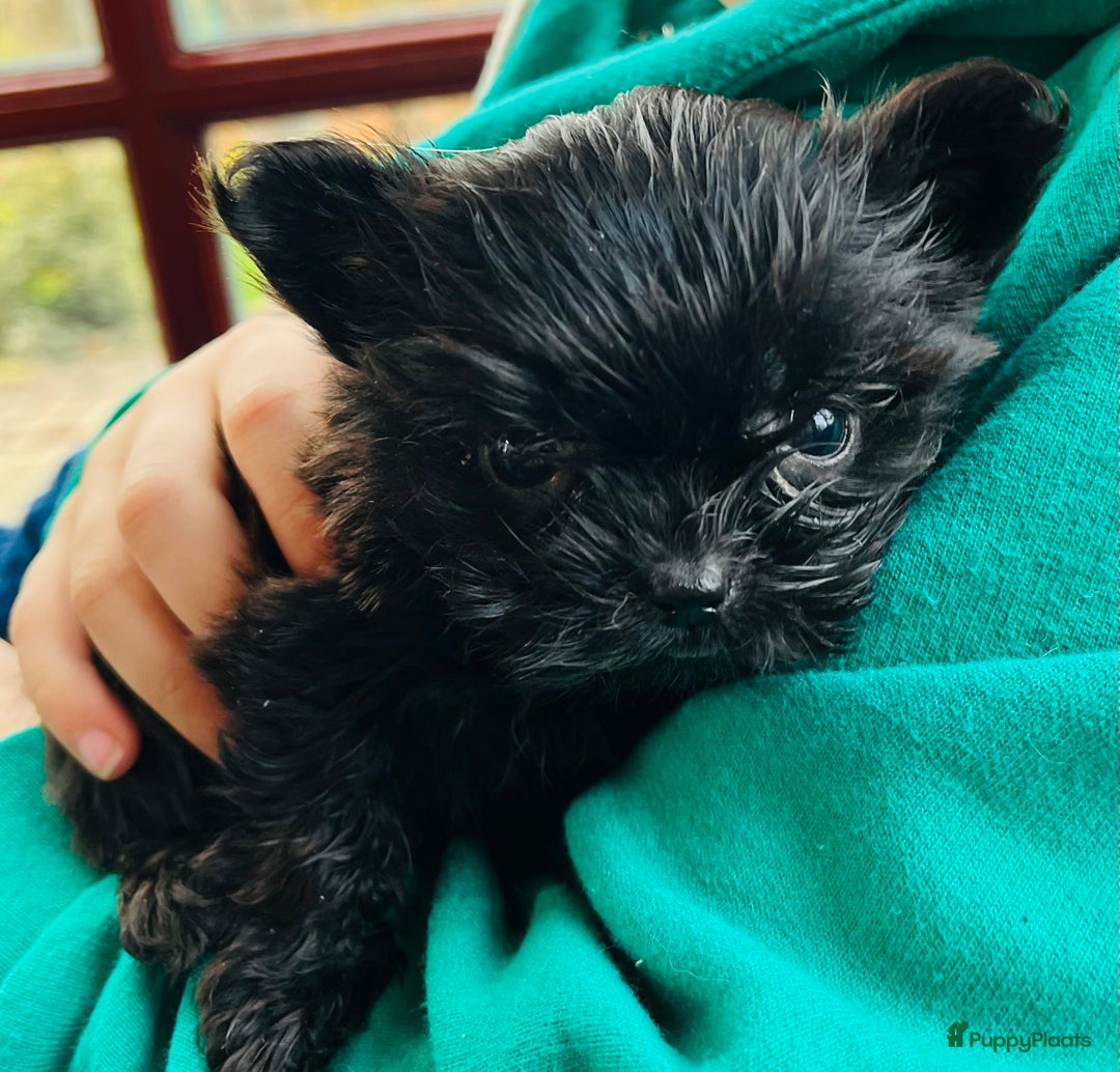 Kruising honden te koop: Kruising Boomer chihuahua !!nog twee beschikbaar!! - Advertentie 5