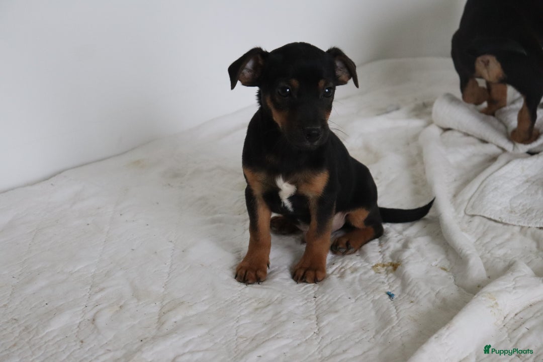 Jack Russel Terriër honden te koop: lieve Jack Russel pups  - Advertentie 3