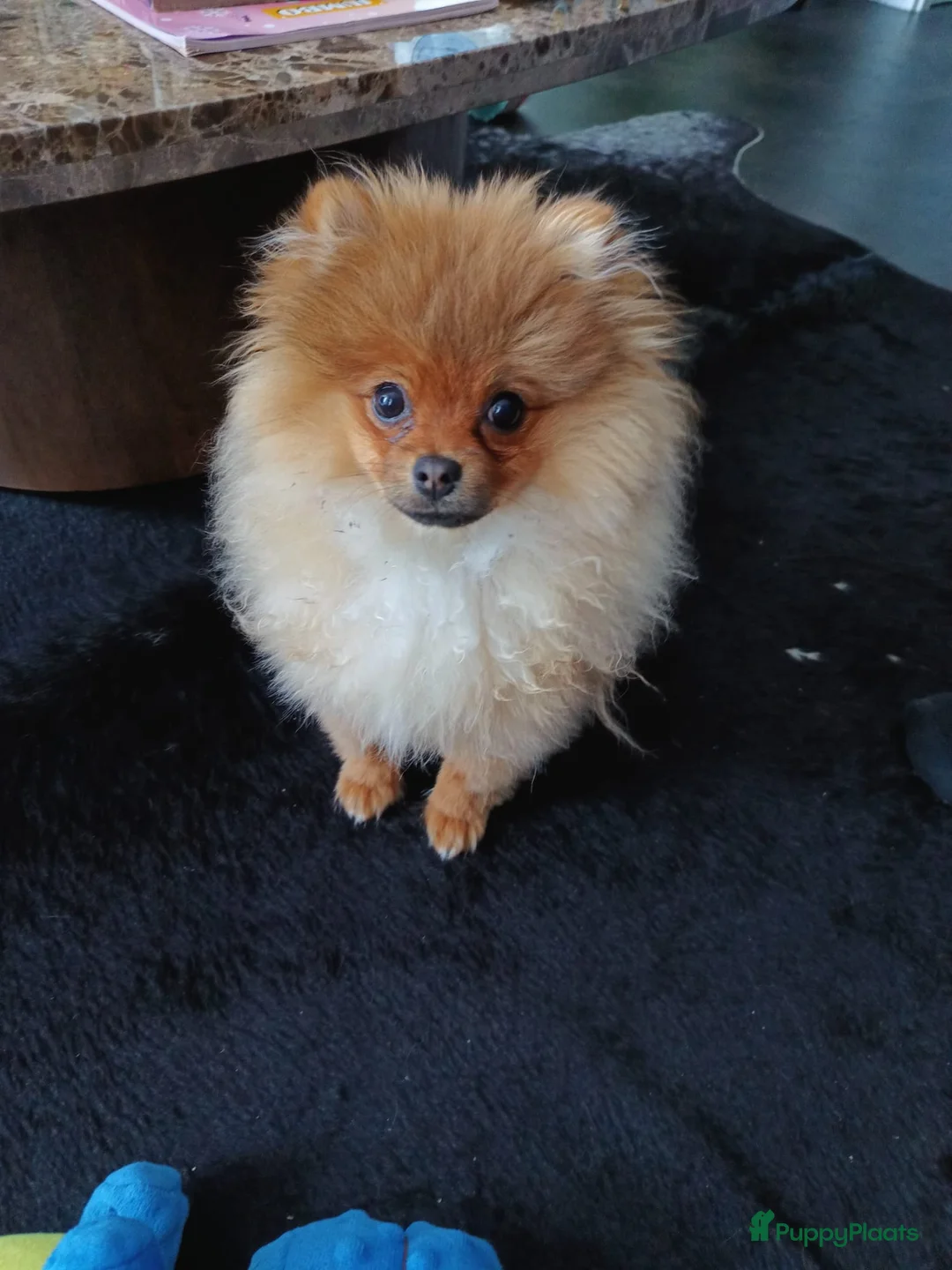 Pomeriaan honden te koop: Goud mandje gezocht voor bowdie 6 maanden oud. in Den Helder - Advertentie 2