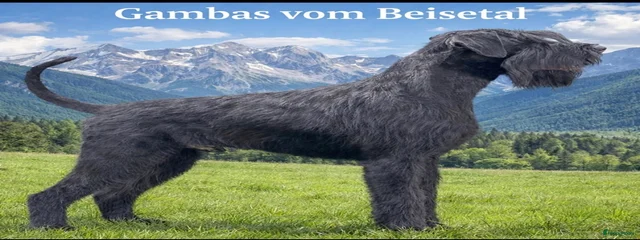 Gambas vom Beisetal