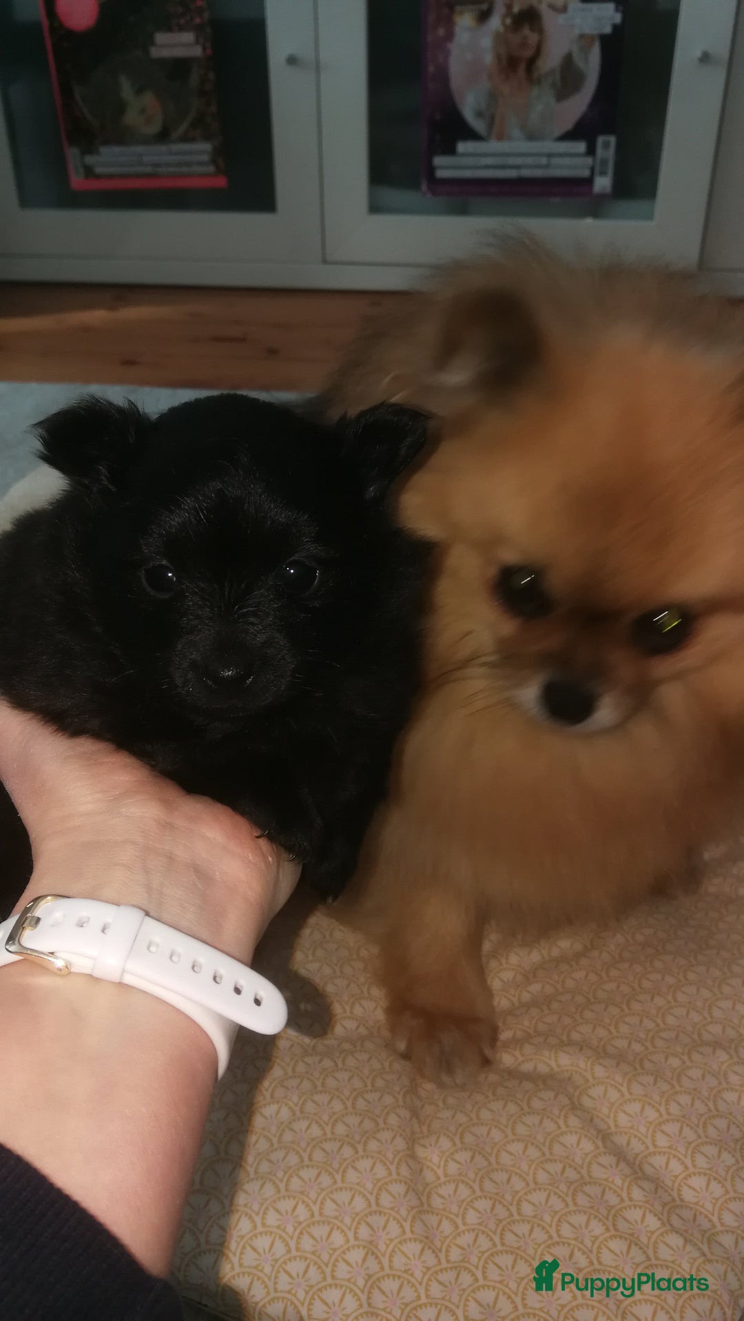 Pomeriaan honden te koop: Speels & Lief Pomeriaan Reutje en Teefje! - Advertentie 10