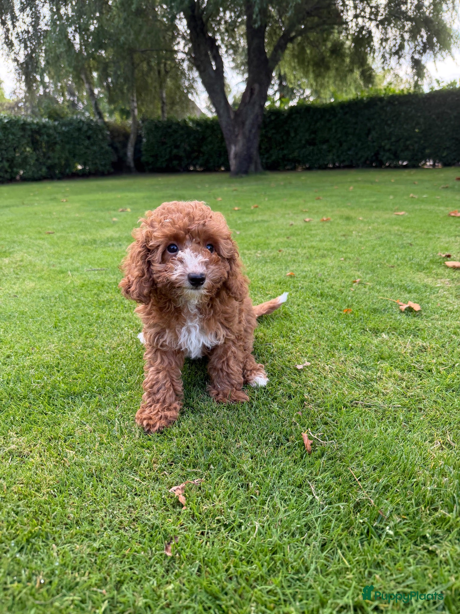 Labradoodle honden Mini Doodle (Labradoodle x Poedel) pups - Advertentie 4