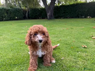 Labradoodle honden Mini Doodle (Labradoodle x Poedel) pups - Advertentie 4