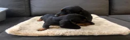 Teckel (korthaar)  honden te koop: Dwerg Teckel Pups. - Advertentie 4