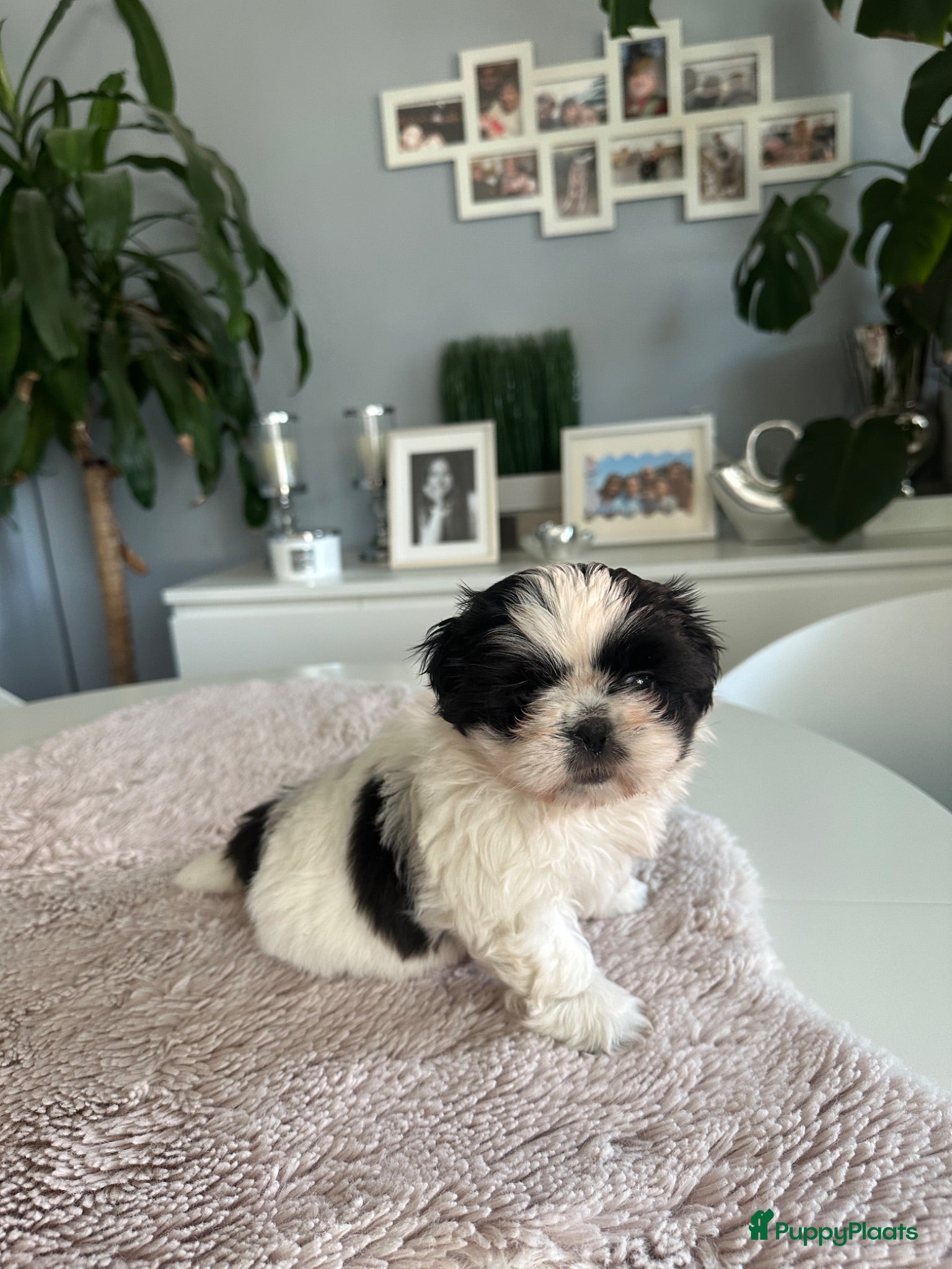 Shih Tzu honden Prachtig pupy Shih-tzu  - Advertentie 1