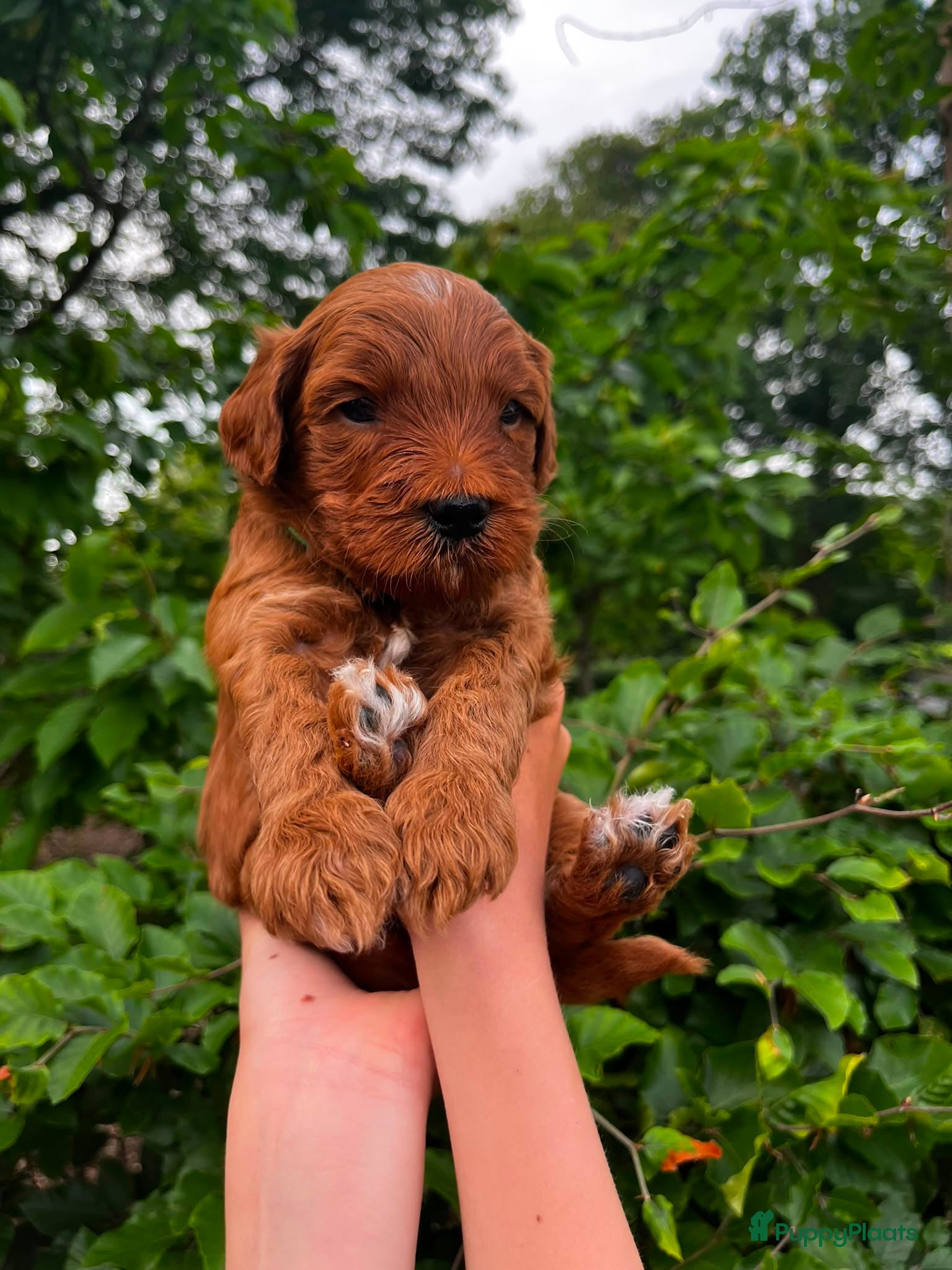 Australian Labradoodle honden te koop: Australian labradoodle pups - Advertentie 27