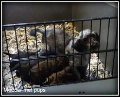 Kruising honden - Advertentie 5