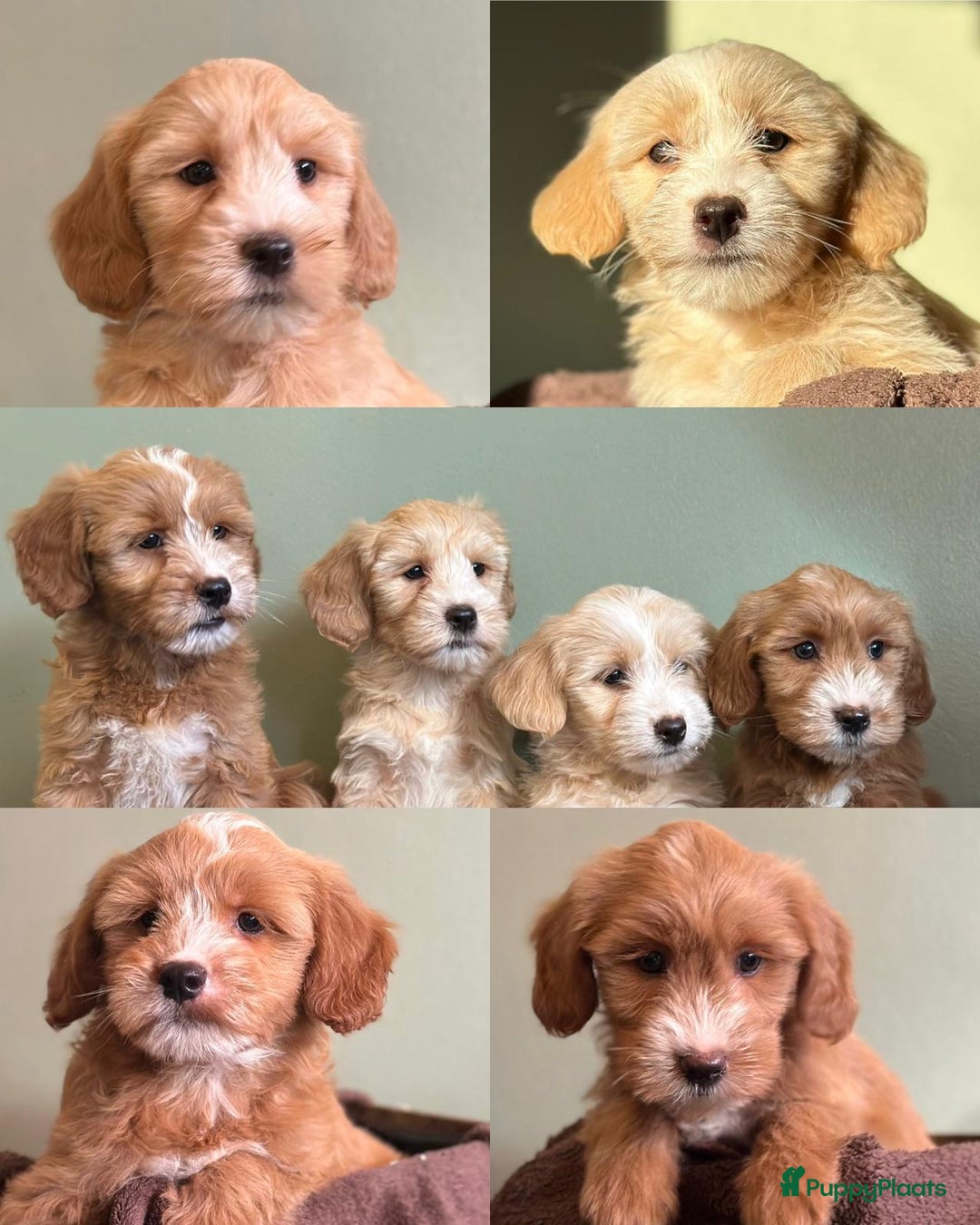 Kruising honden te koop: supergave mini tot middelgrote DOODLE PUPS - Advertentie 1