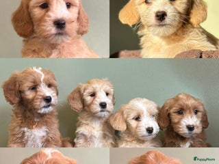 Kruising honden supergave mini tot middelgrote DOODLE PUPS - Advertentie 4