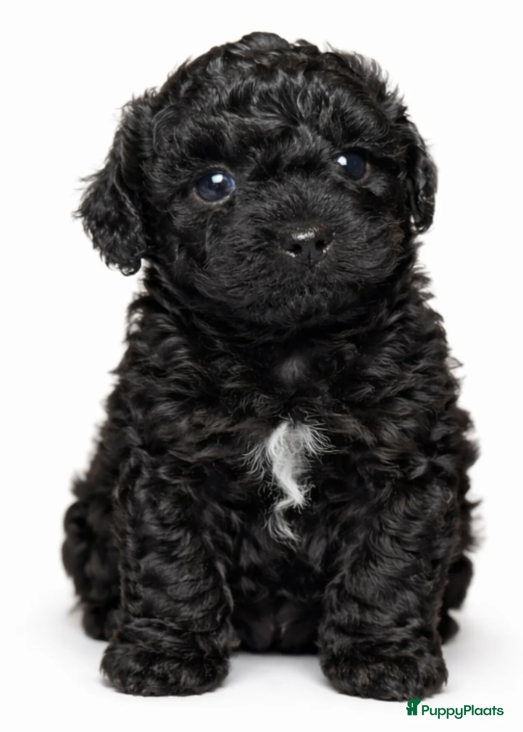 Kruising honden te koop: 3 hele mooie boompoo pups.  - Advertentie 2