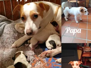 Jack Russel Terriër honden Lieve en sociale Jack Russel pups beschikbaar - Advertentie 2