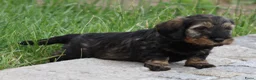 Ruwhaar Teckel honden te koop: Teckel pups ruwhaar - Advertentie 22