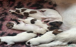 Jack Russel Terriër honden te koop: Mooi reutje van 7 maand  - Afbeelding 9