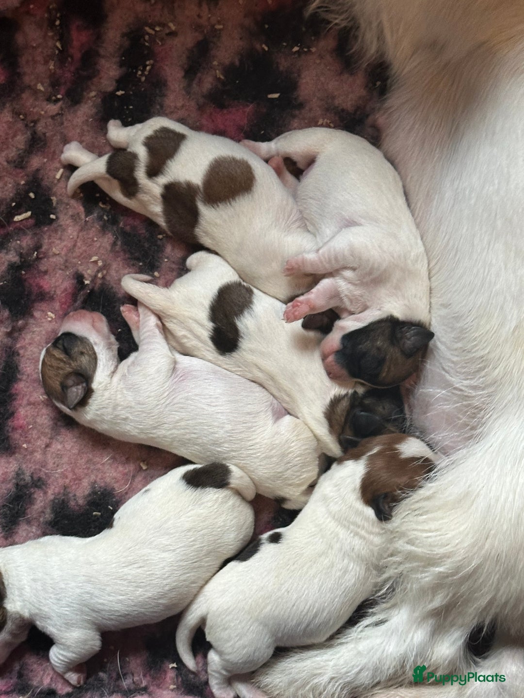 Jack Russel Terriër honden te koop: Mooi reutje van 7 maand  - Afbeelding 9