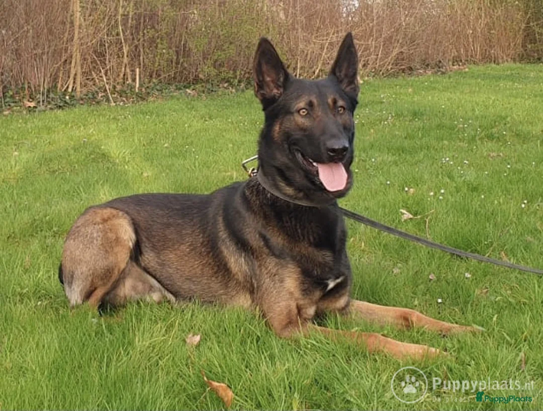 Mechelse Herder honden ter dekking: Max dekreu in Tiel - Advertentie 9